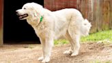 Great Pyrenees' Gentle Attention to Newborn Goats Makes Her the Most Loving Mama