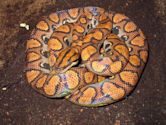 Rainbow boa