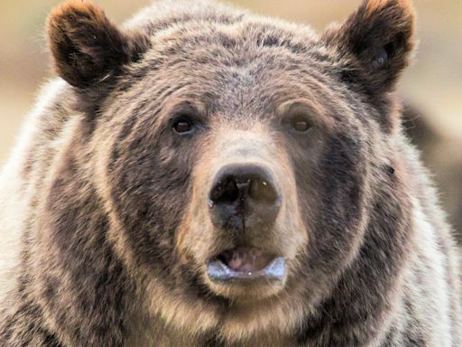 Tourist learns the hard way never to approach a grizzly bear for photos – no matter how cute it looks
