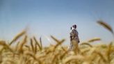 Armed Syrian Kurdish women stand guard over precious wheatfields | Fox 11 Tri Cities Fox 41 Yakima