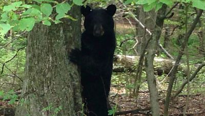 What to know and how to stay safe as black bears emerge from winter hibernation