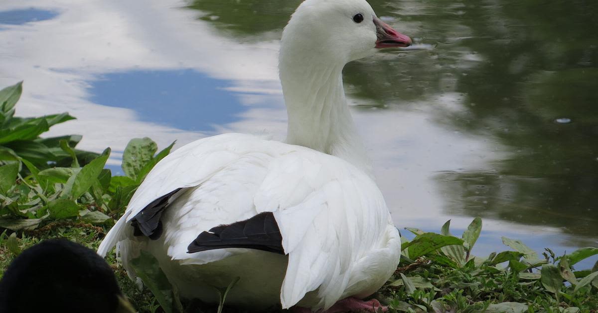 What’s in a bird name? Changes are coming for those that honor people (both good and bad)