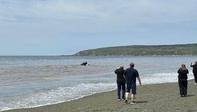 Thar she blows! Visitors flock to St. Vincent's, N.L., for whale spectacular | CBC News