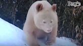 World's Only All-White Panda Captured on Video in Rare Sighting