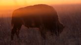 Buffalo project helps restore prairie while reconnecting indigenous tribes with heritage