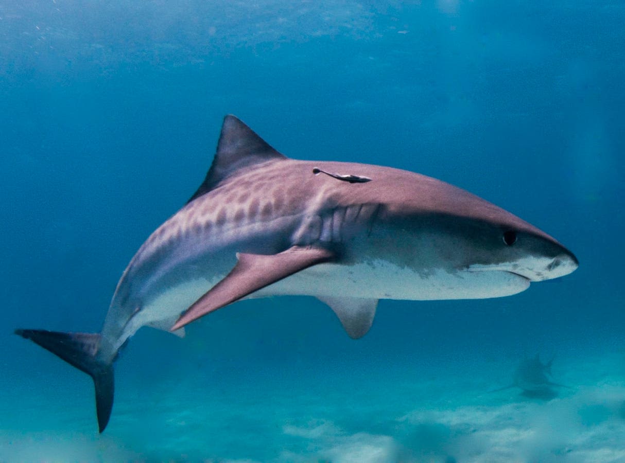 Shark Barfs Up A Spiky Echidna In Front Of Surprised Scientists