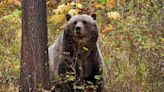 Mass. man played dead to escape attack from bear protecting her cub — it almost didn't work