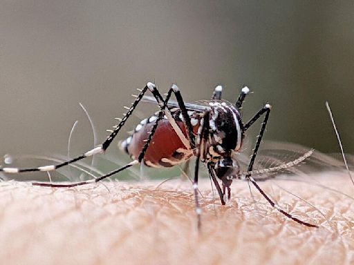 Salud hace llamado a no bajar la guardia ante el dengue