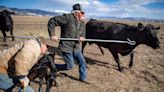 Wolves are suspected of killing Meeker cattle, but did disease play a part?