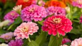 How to deadhead zinnias – expert tips on when and how to cut these beautiful blooms back