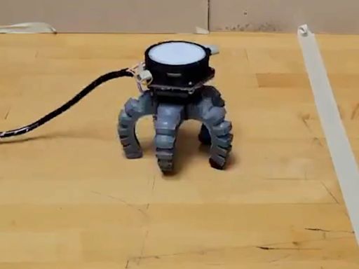 Watch: Mushroom learns to walk with robot legs