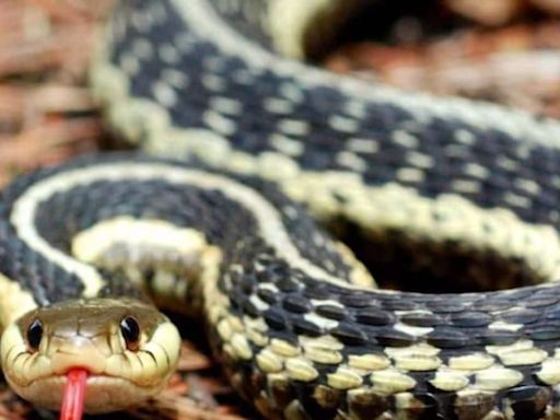 UP Man Ditches Death 6 Times After Being Bitten By Snakes. Wait, What? - News18