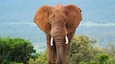 Scientists used AI to learn elephants may have a language and names like humans