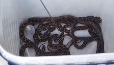 In MP's Sagar, Snake Rescuer Catches Russell Viper About To Lay Eggs - News18