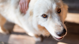 Livestock Guardian Dog Remains a 'Warrior' for His Family Even After a Leg Amputation