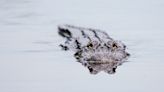 Is your lake a gator hotspot? Latest census shows where the big reptiles are