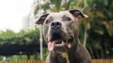 Staffordshire Terrier's Excitement Over Hearing the Ice Cream Truck Is Peak Summer Fun Energy