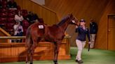 Daughter of Satono Aladdin Tops NZB Weanling Sale