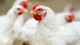 Poultry business fined £50,000 for faking disease certificates - Farmers Weekly