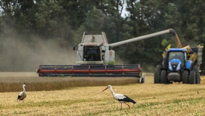 Los precios del trigo ucraniano subirán en 2024/25 por menores cosecha y existencias, dicen productores