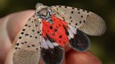 Philly's seeing fewer spotted lanternflies