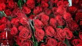 How is climate change threatening the Valentine's Day rose?