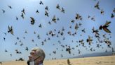 'We are in the presence of a saint': A homeless man's mission to feed L.A.'s cats and birds