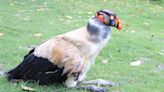 Un ave rescatada en Santander no podrá volver a volar