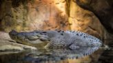 4公尺長大鱷魚叼著人類遺體悠游運河 目擊民眾嚇壞