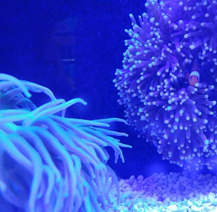 st-pete-saltwater-aquarium-store-st-petersburg- - Yahoo ...