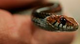 Sssurprise! Snake Hitches A Ride On Flight To New Jersey