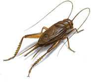 crickets_188x166.jpg