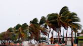 Palm trees bend in high winds and are hard to uproot. A forest ecologist says they're perfectly designed to withstand hurricanes.