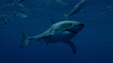 Are Great Whites Or Makos The Most Powerful Sharks In Ocean? Shark Week's Dr. Austin Gallagher Explains His Stance After...
