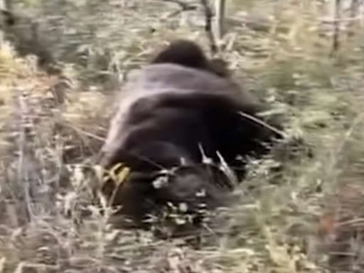 I was tossed around by a 530lb Grizzly before friends saved my life