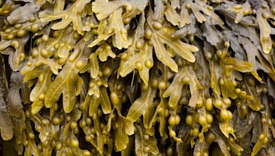 Festival of Seaweed highlights natural packaging alternative