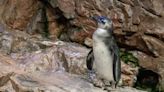 2 new African penguins can now be seen at New England Aquarium in Boston