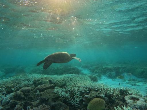 "Como incendios forestales bajo el agua": la Gran Barrera de Coral en Australia registra su peor verano mientras la muerte de corales arrasa el planeta