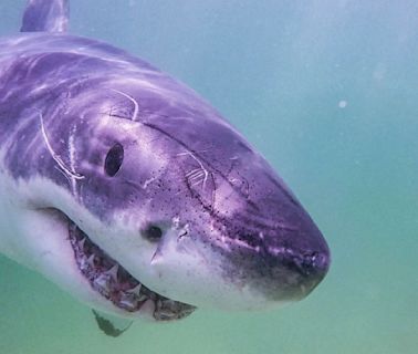Shark Week: 'Great White North' explores possible great white shark hot spot in Nova Scotia