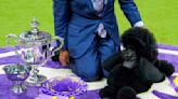 Miniature poodle named Sage wins Westminster Kennel Club dog show