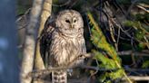 Prowl for owls, go snowshoeing under the full moon at Audubon events in February