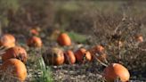 Some farmers in B.C. able to extend harvesting while others struggle with drought