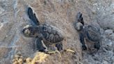 Sea turtle nests break records on US beaches, but global warming threatens their survival