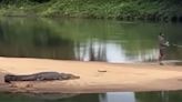 Watch: Australian Fisherman Wades Right Next to a Large Crocodile