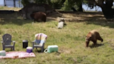 Bears trash campsite set up to emphasize need for outdoor safety, Oakland Zoo video shows