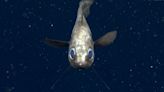 The Void Stares Back in This Video of Deep-Sea Rattail Fish