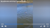 ‘Snakes can swim!?’ Boater captures video of rattlesnake slithering across California lake