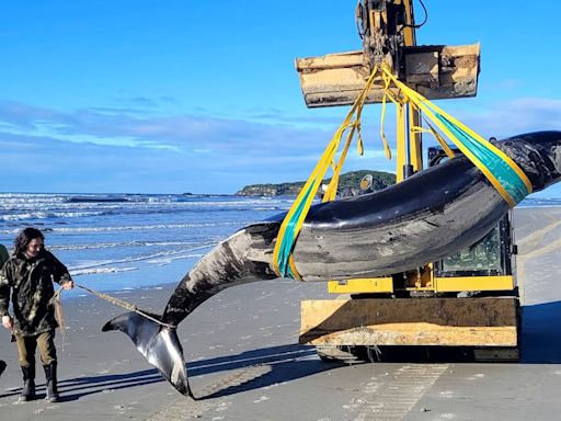 World’s ‘rarest’ whale may have washed up on New Zealand beach