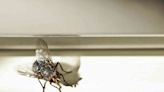 How to Get Rid of Houseflies (and Keep Them Out)