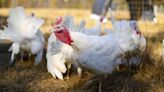 CDC warns of multi-state salmonella outbreak linked to backyard poultry, including Utah